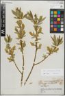 Foto von Salix lasiandra Benth. x Salix lucida Muhl.